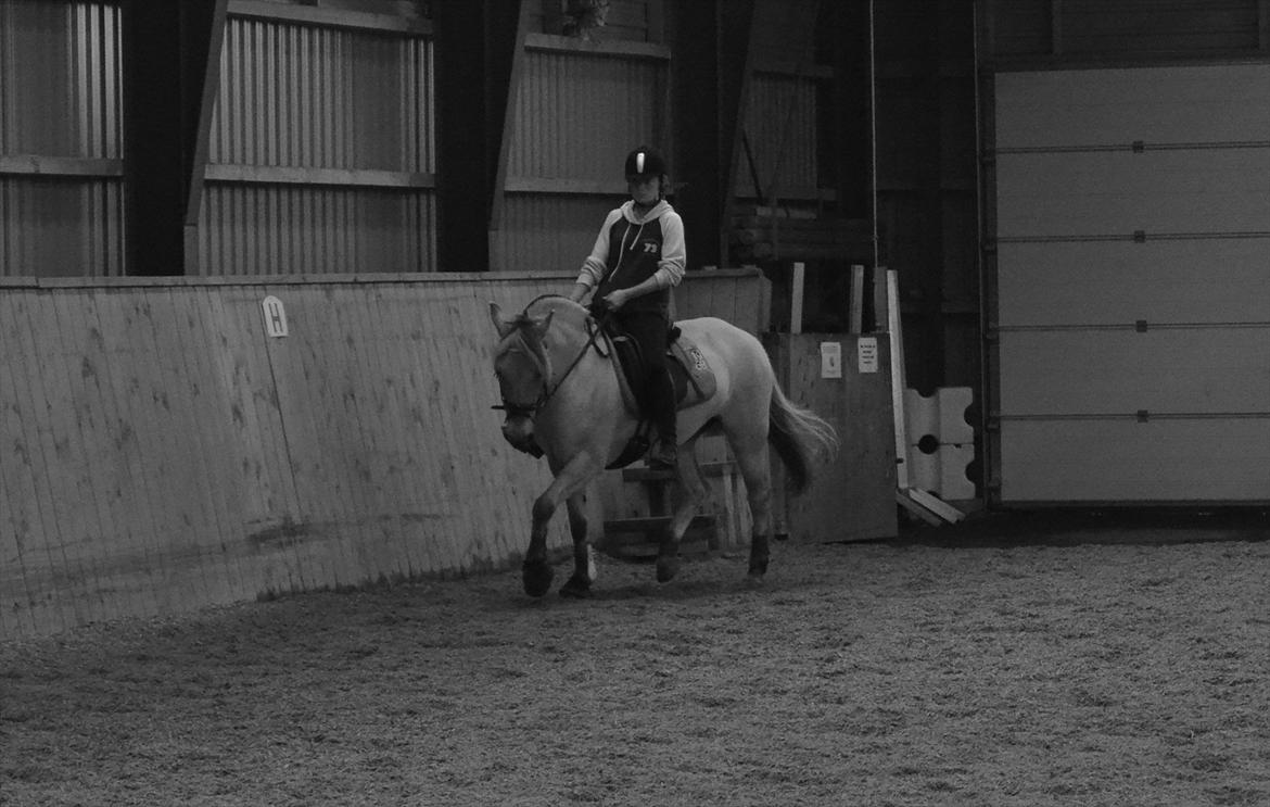 Fjordhest Bredekærgårds Tea R.I.P billede 18