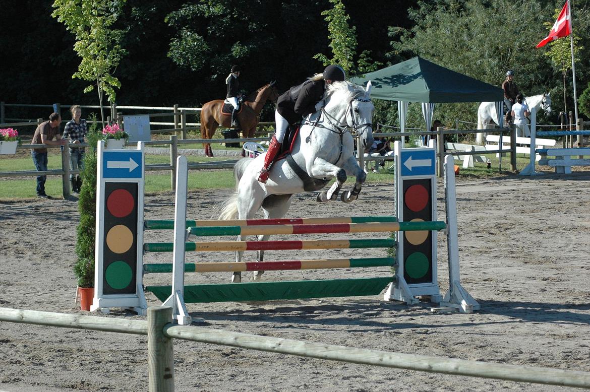 Dansk Varmblod Heslegård's Ronja<3  billede 3