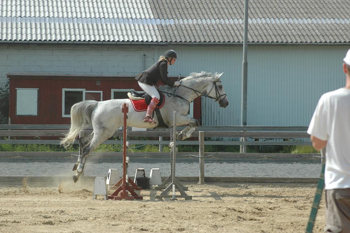 Dansk Varmblod Heslegård's Ronja<3  billede 10