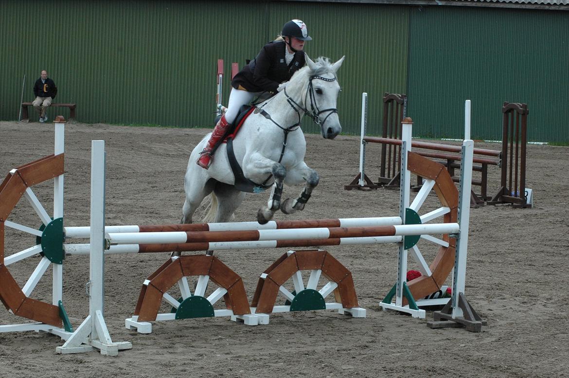 Dansk Varmblod Heslegård's Ronja<3  billede 17