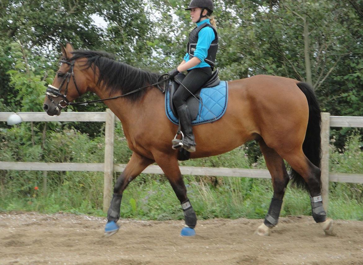 Anden særlig race La Estralja De Maikon (Lucky) passede solgt og sav - trænig d. 27-08/2011
undskyld kvaliteten& min fod
fotograf: emma larsen billede 2