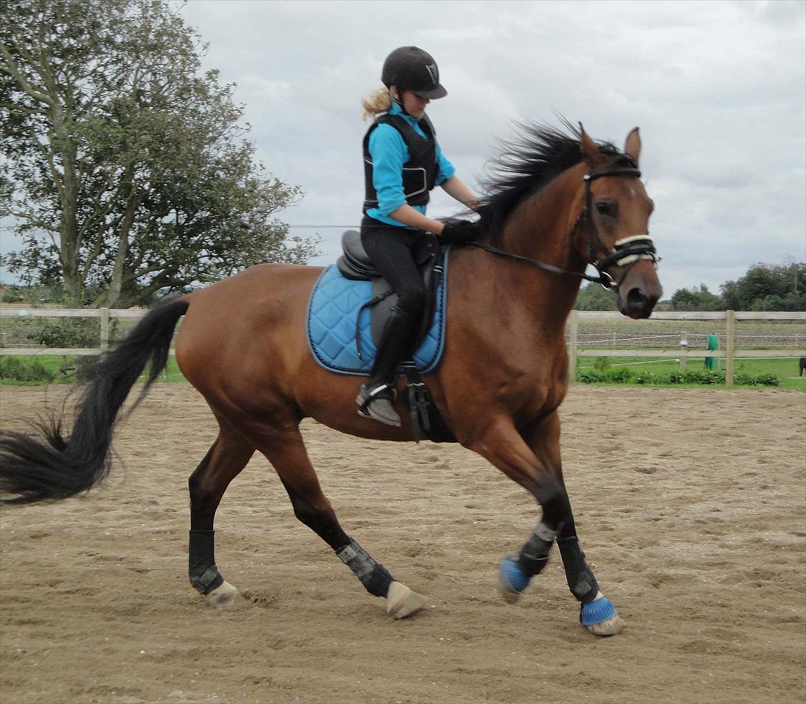 Anden særlig race La Estralja De Maikon (Lucky) passede solgt og sav - trænig d. 27-08/2011
undskyld kvaliteten & min opstilling
fotograf: emma larsen billede 5
