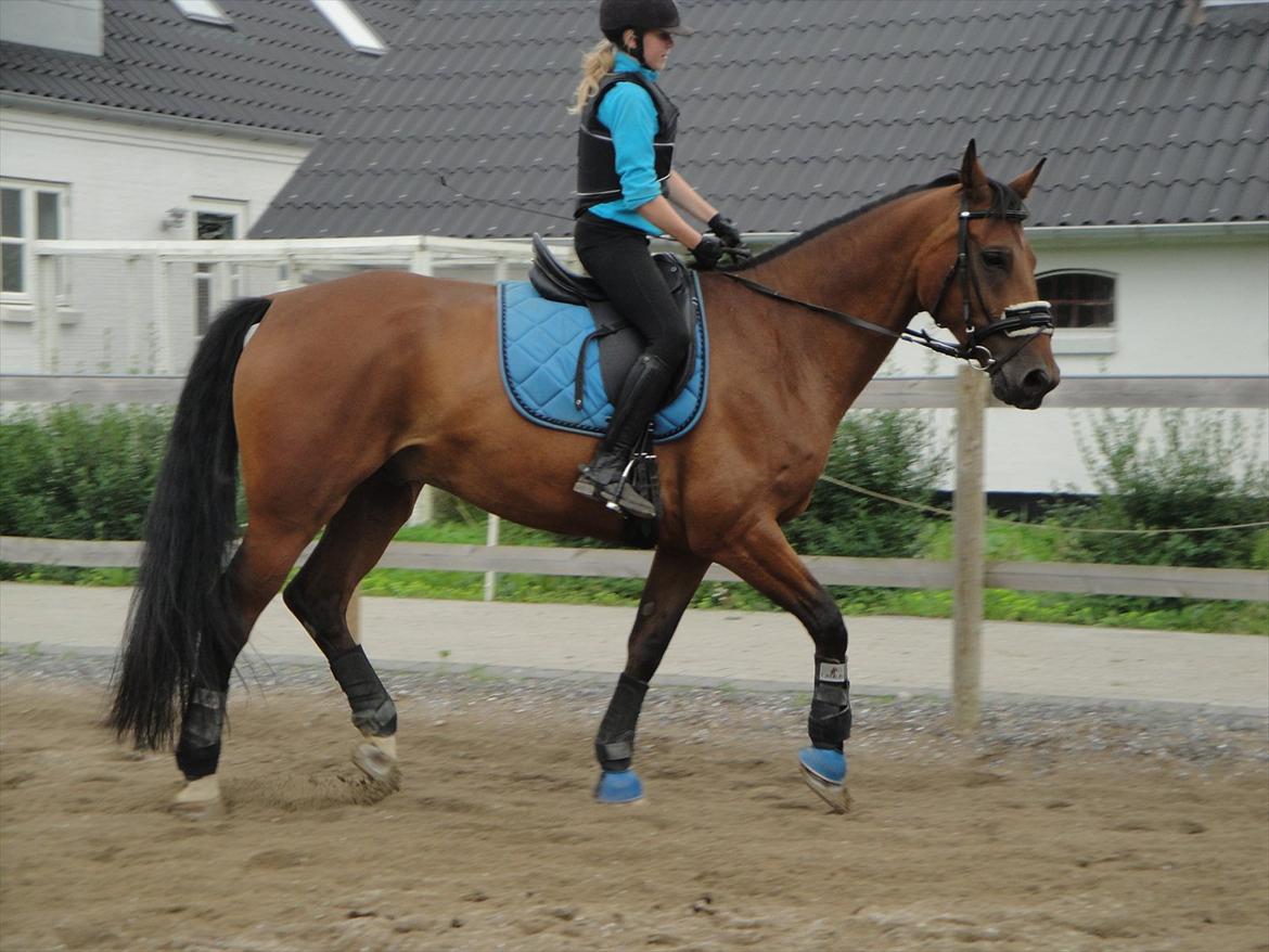 Anden særlig race La Estralja De Maikon (Lucky) passede solgt og sav - trænig d. 27-08/2011
undskyld kvaliteten & min opstilling
fotograf: emma larsen billede 7