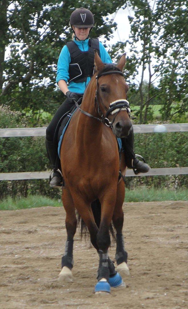 Anden særlig race La Estralja De Maikon (Lucky) passede solgt og sav - trænig d. 27-08/2011
undskyld kvaliteten
fotograf: emma larsen billede 9