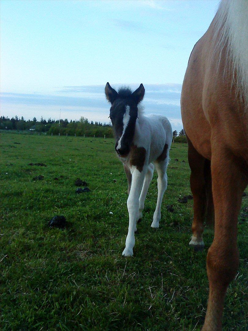 Islænder Kylja fra Vestmose billede 16