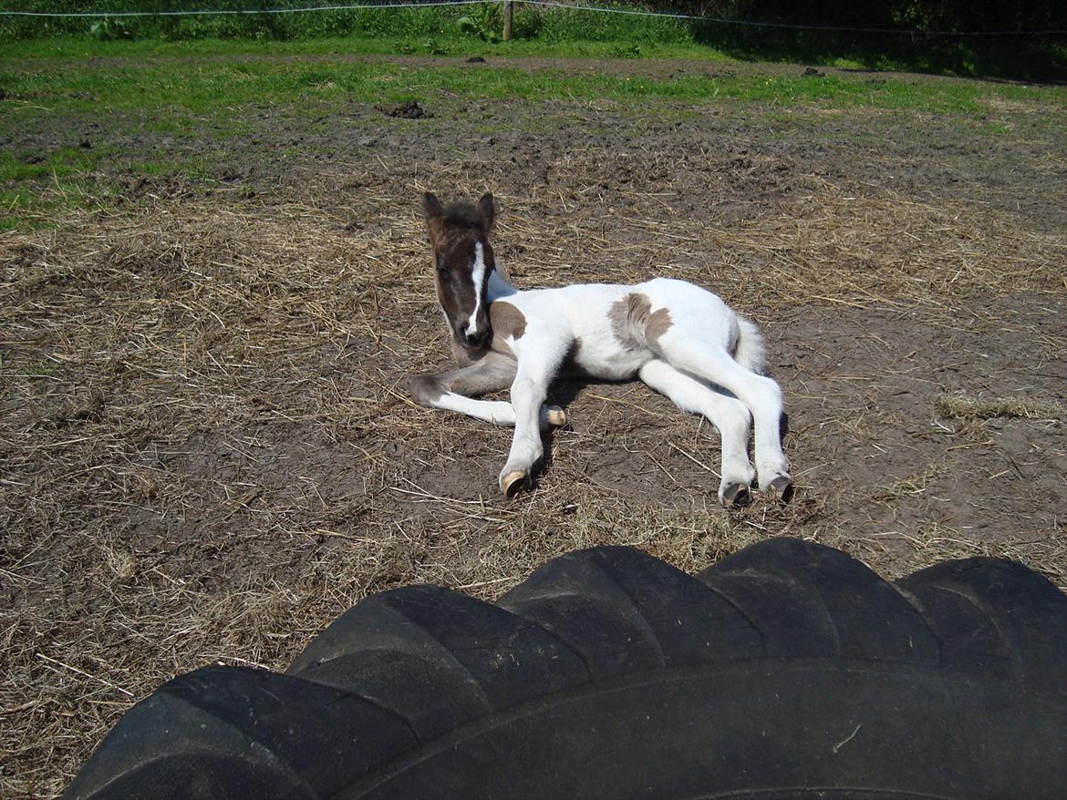 Islænder Kylja fra Vestmose billede 14