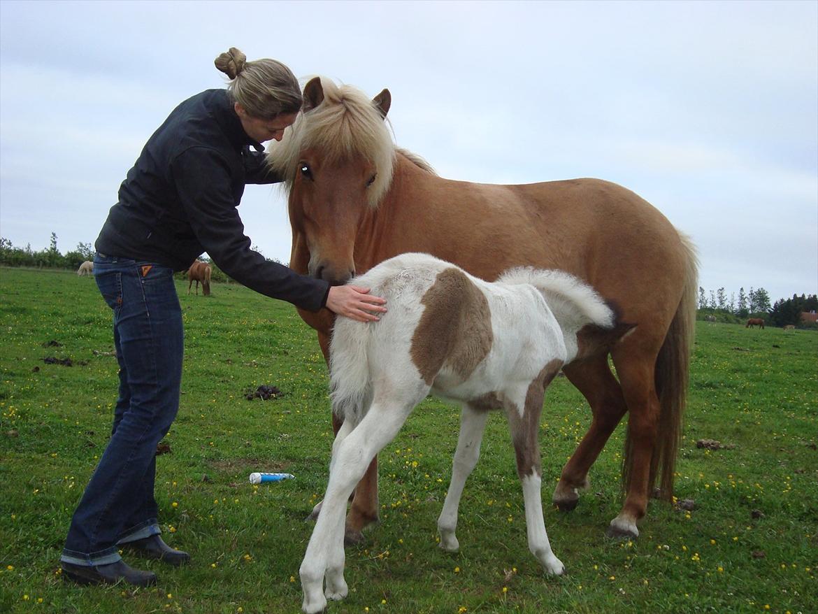 Islænder Kylja fra Vestmose - Nussehoveder... billede 13