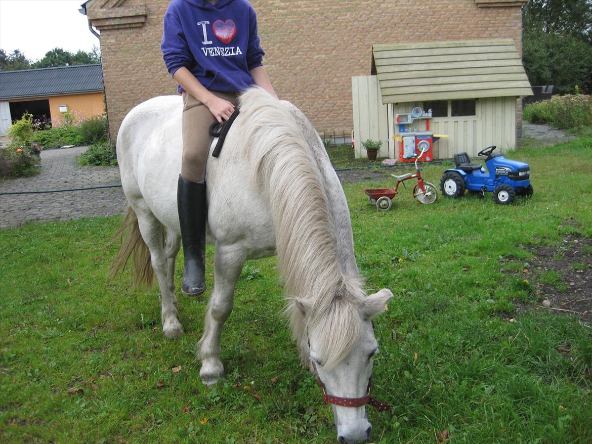 Anden særlig race Sally billede 11