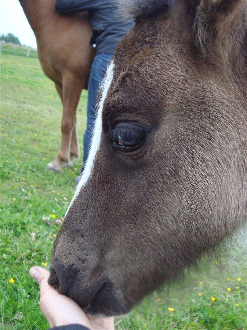 Islænder Kylja fra Vestmose - Det lille blå glimt i øjet. billede 15