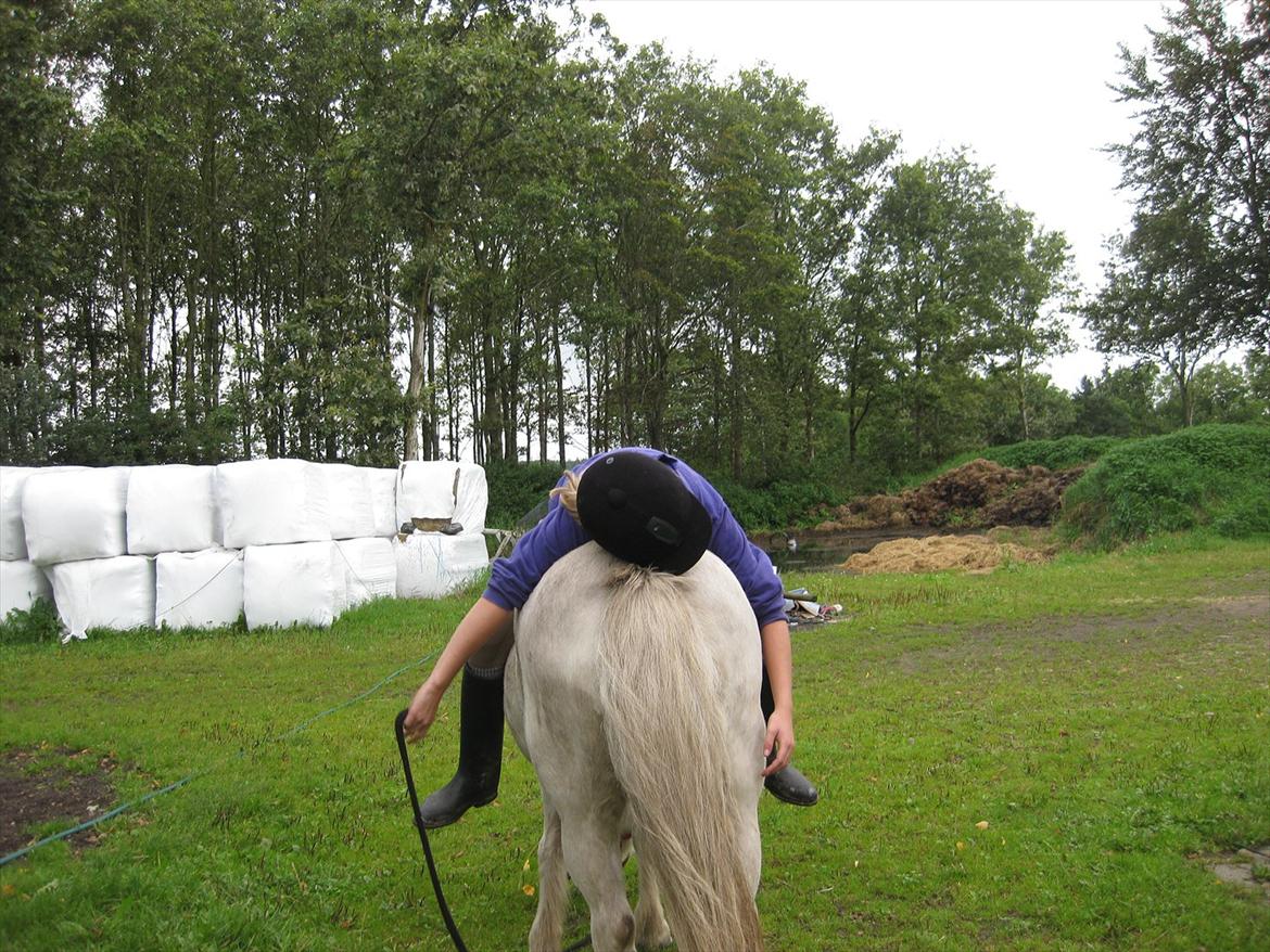 Anden særlig race Sally billede 12
