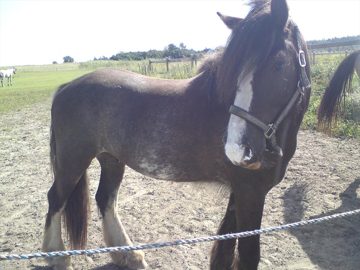 Tinker The Gypsy Spirit of Irish billede 7