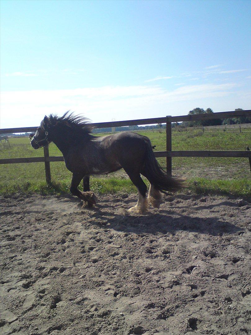 Tinker The Gypsy Spirit of Irish billede 8