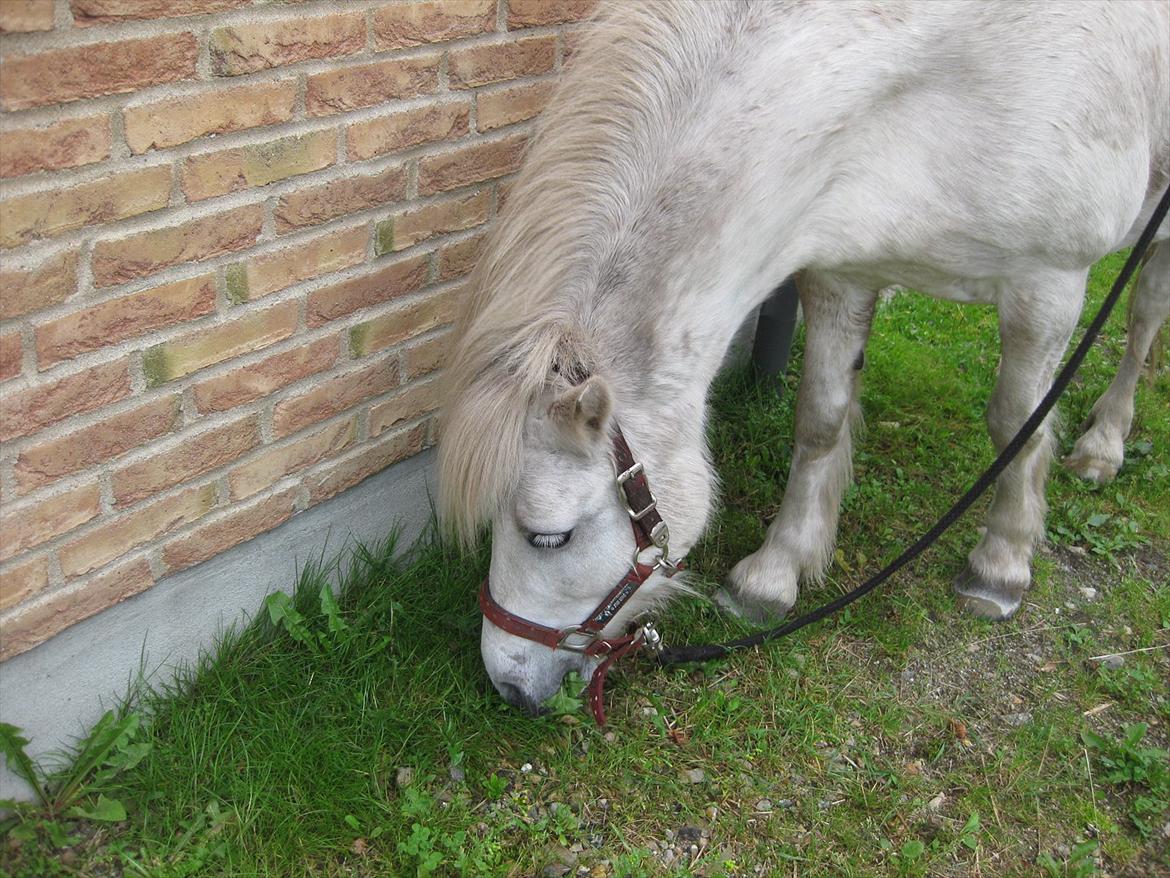 Anden særlig race Sally billede 16