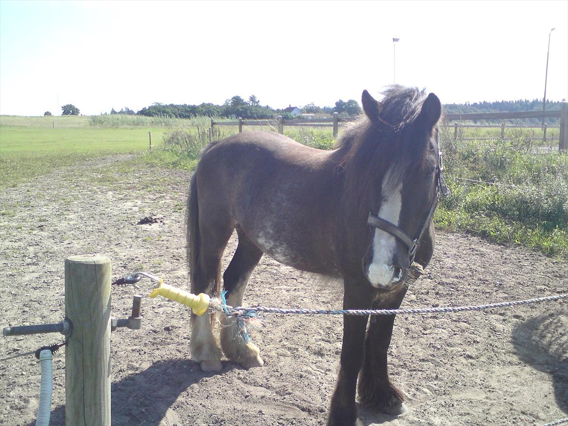 Tinker The Gypsy Spirit of Irish billede 9