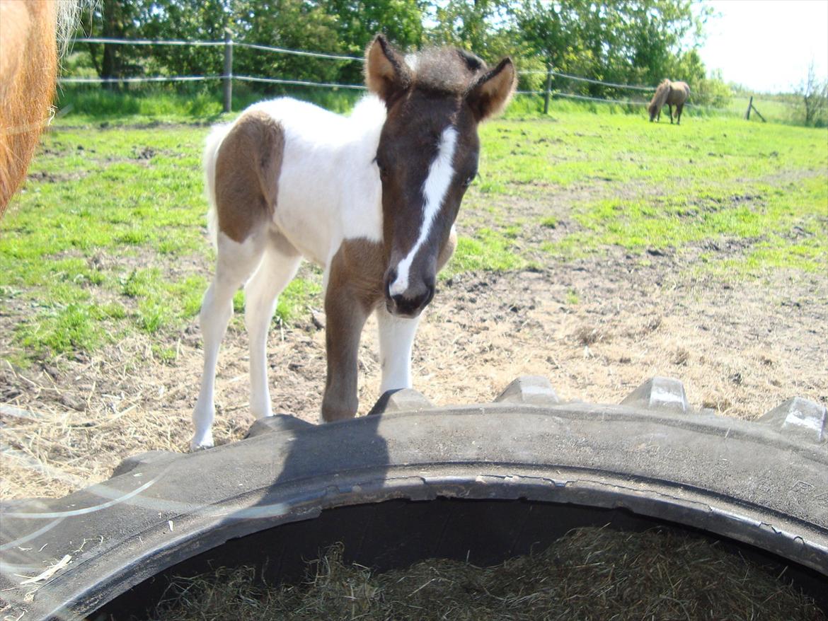 Islænder Kylja fra Vestmose billede 12