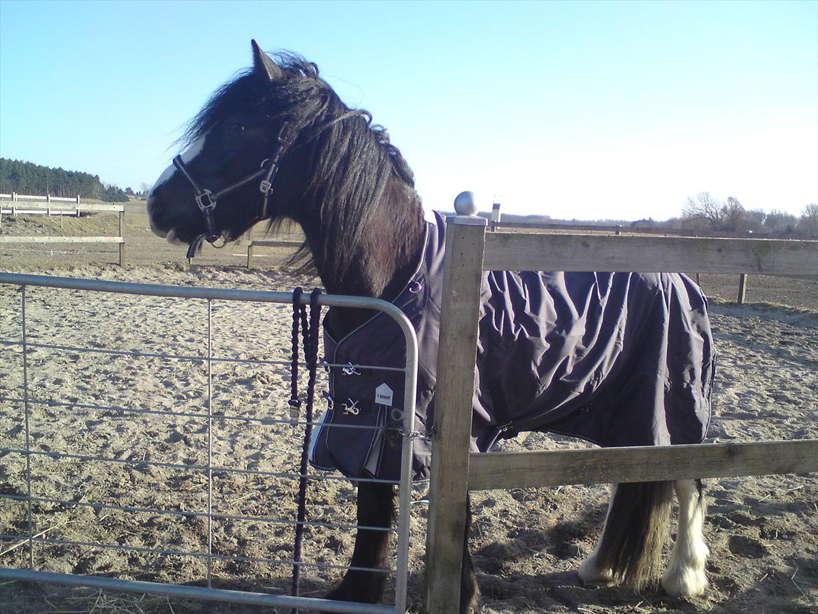 Tinker The Gypsy Spirit of Irish billede 10