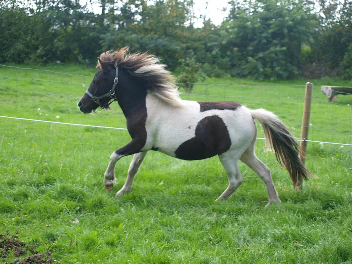 Shetlænder Nini. *Baby* - Viser sig frem, på folden. billede 14