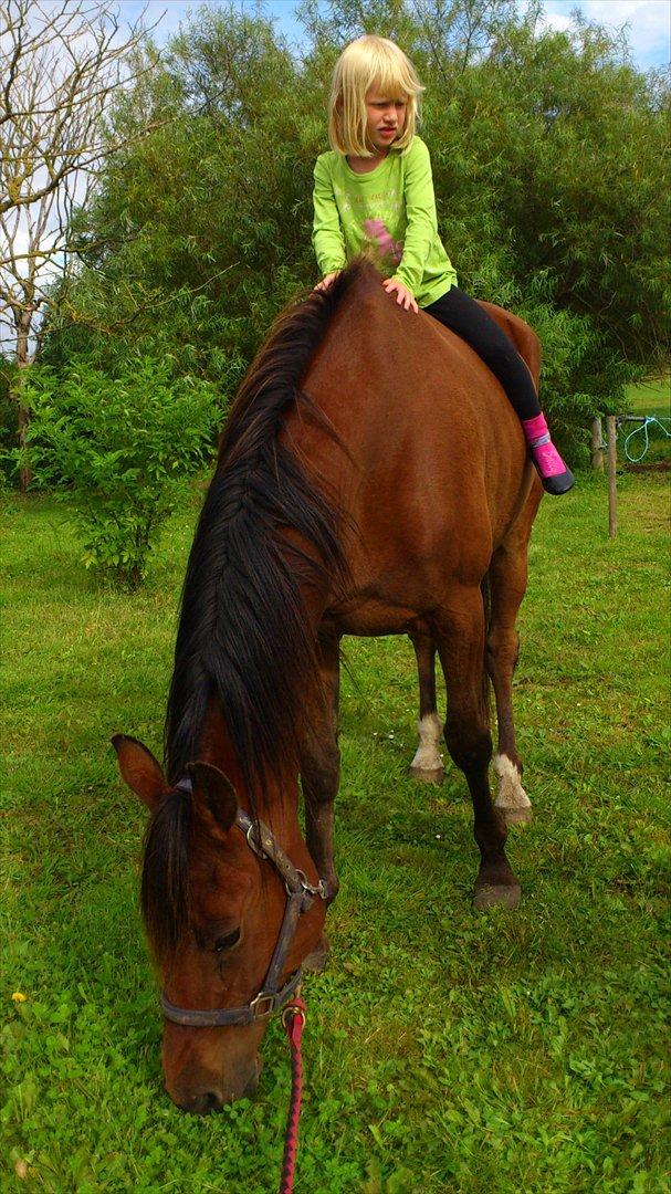 Traver Wondering - Kira og Wonder hygger efter en ordentlig omgang striglning... billede 19