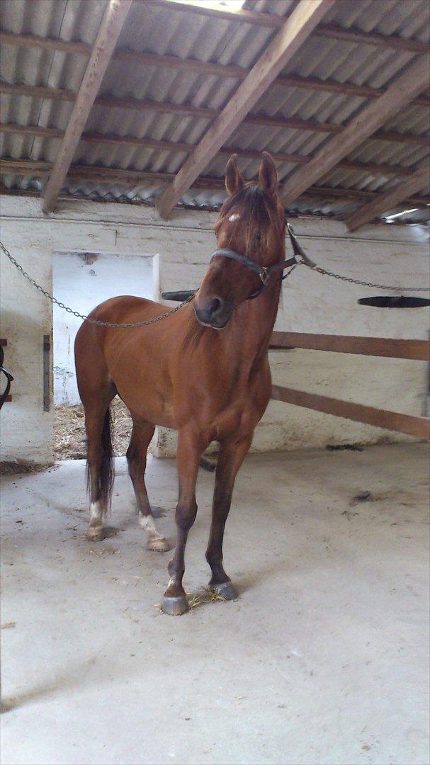 Traver Wondering - Den smukke viser sig fra den smukkeste side!! billede 20