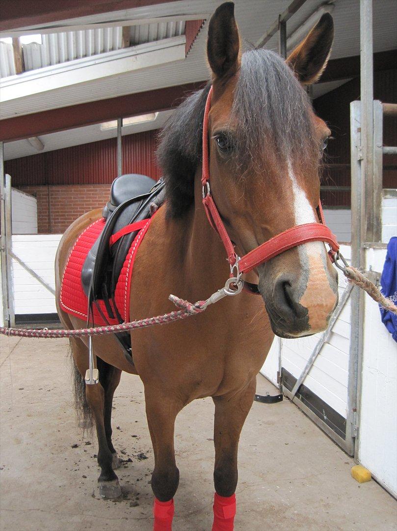 DSP Bæklunds Lombard billede 4