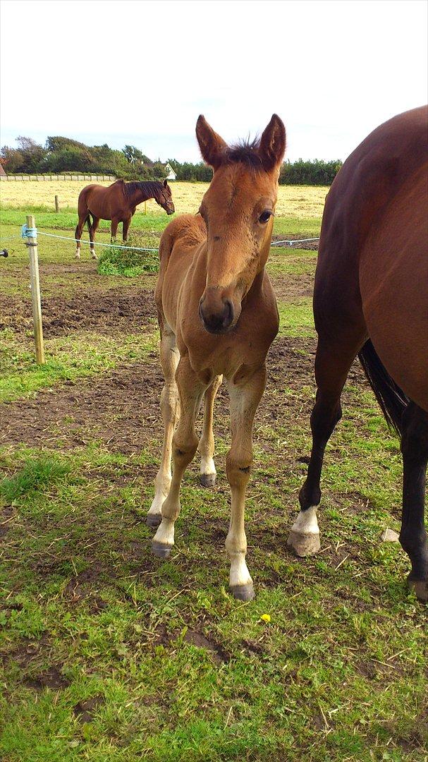Traver Wanga - Drengen, knap 2 måneder gammel... billede 1