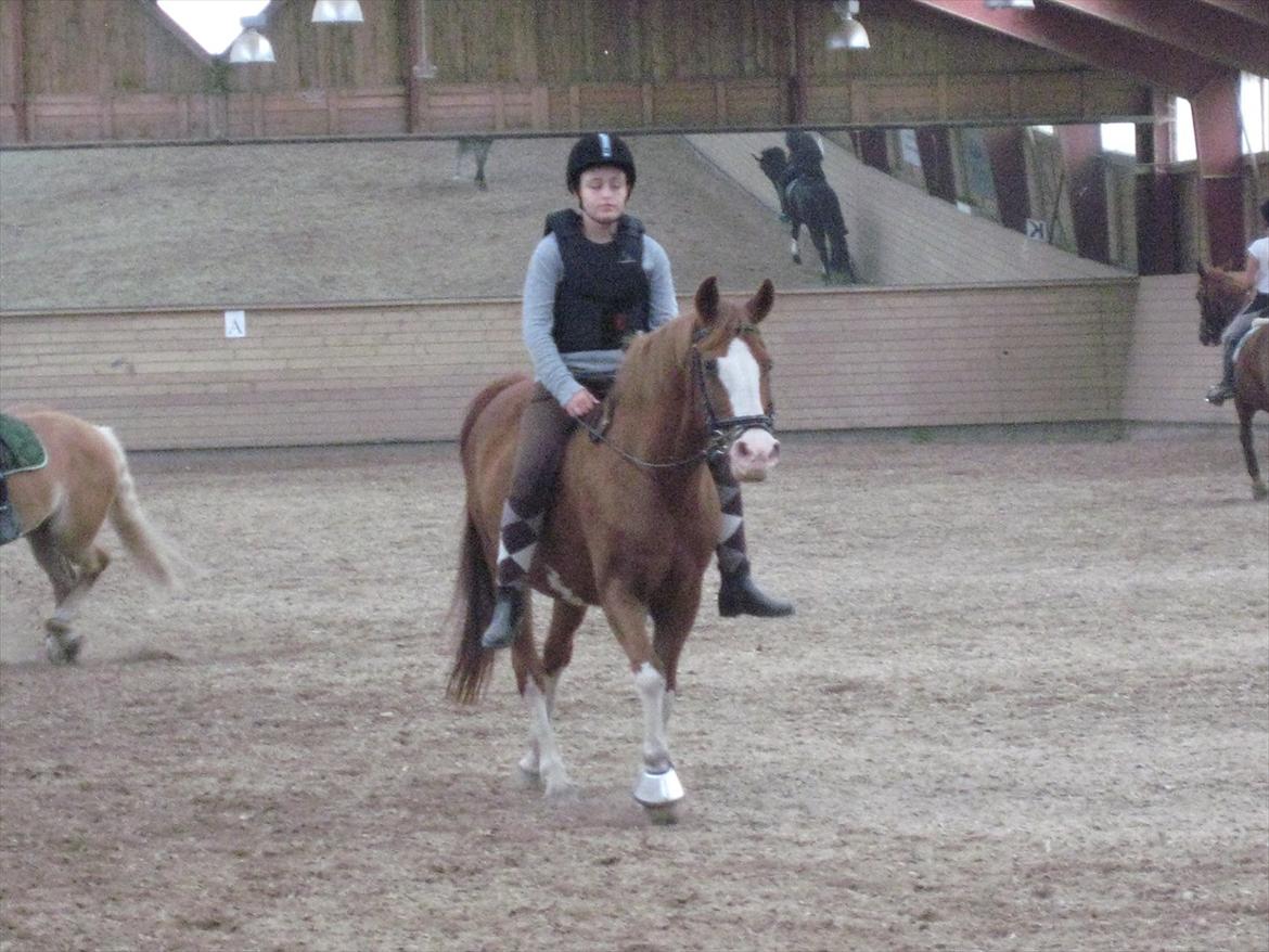 DSP Monty. <3  - Hygge ridning. (; billede 4