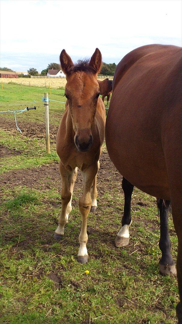 Traver Wanga billede 2