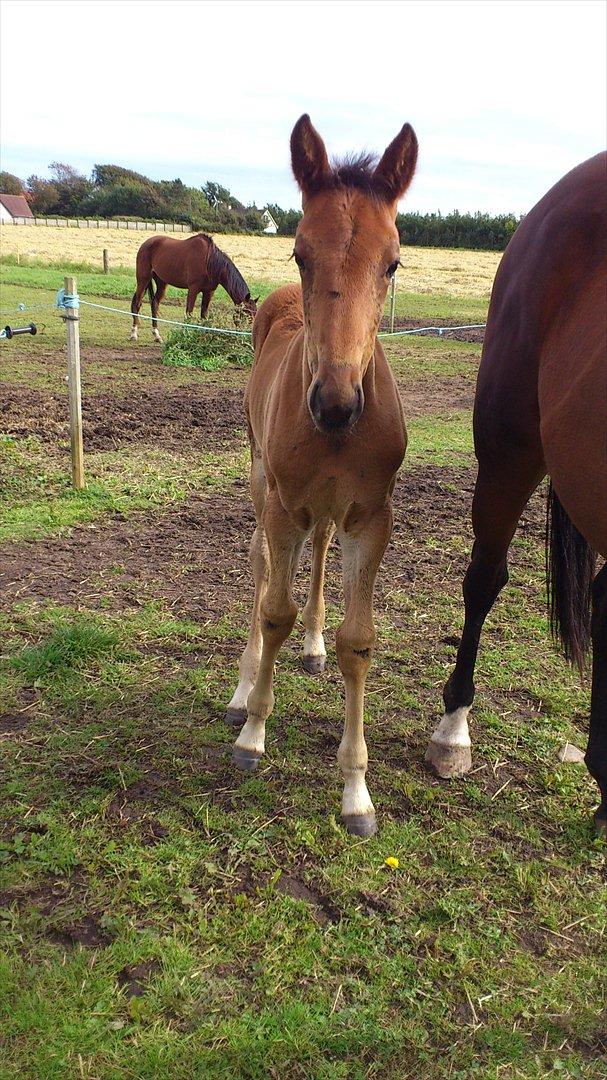 Traver Wanga billede 3