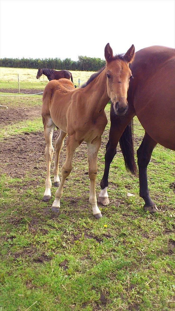 Traver Wanga billede 4