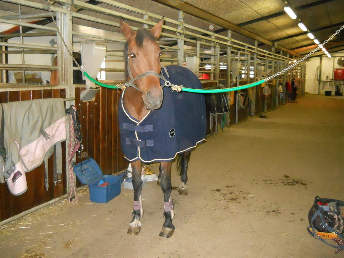 Traver Cindy Vestermarken (Aflivet) (Prinsessen<3) R.I.P - Cindy på Staldgangen med sine nye ting på :) billede 10
