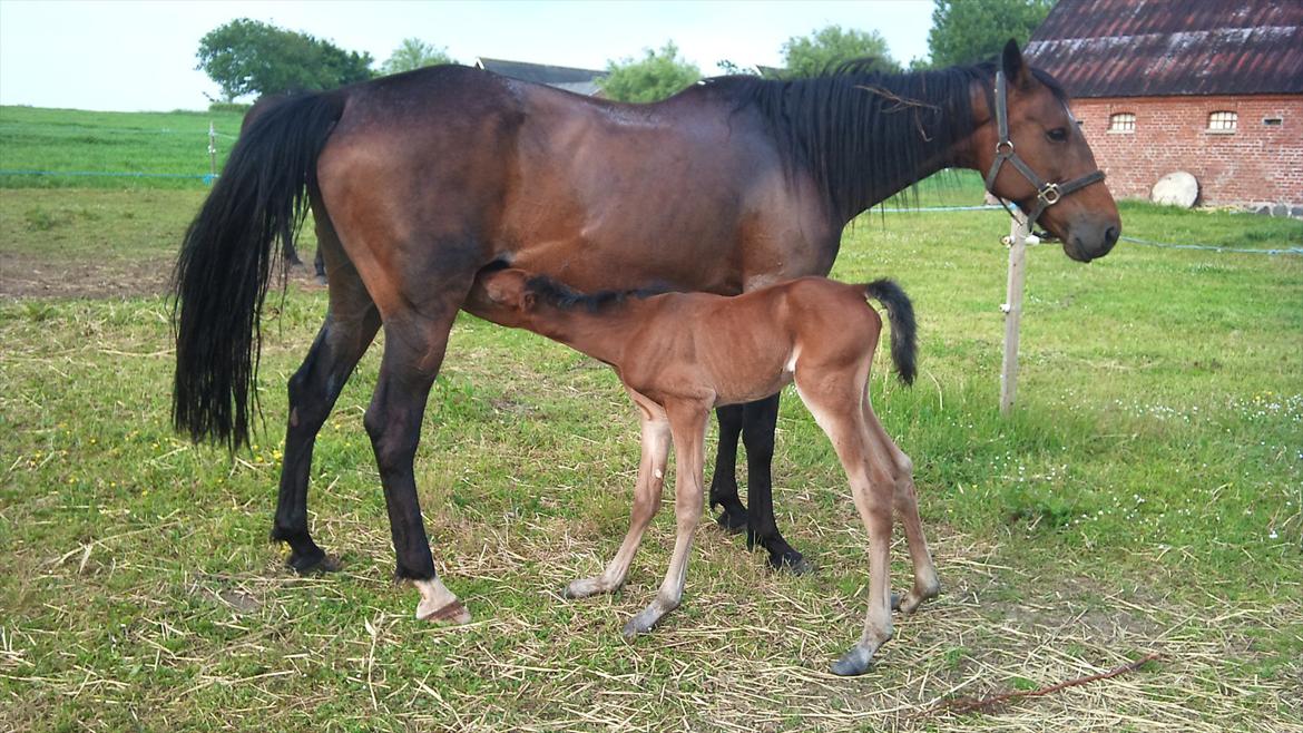 Traver Wanga - AAh, dejligt med en lille tår mælk!! billede 5