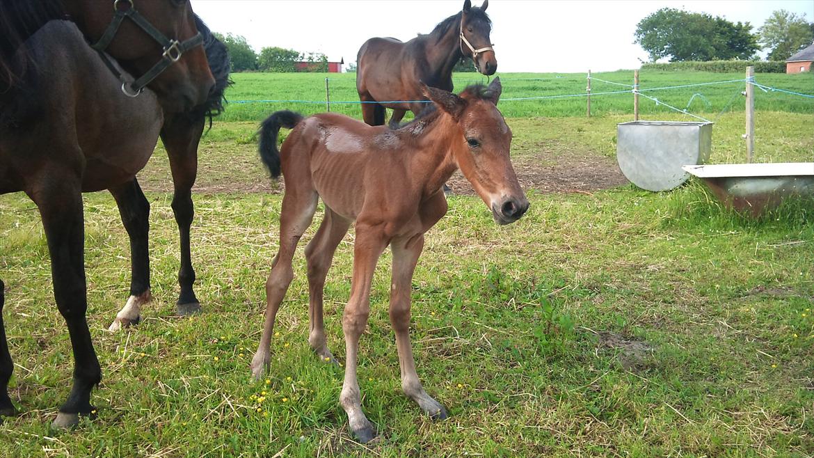 Traver Wanga - Nyfødt baby... billede 6