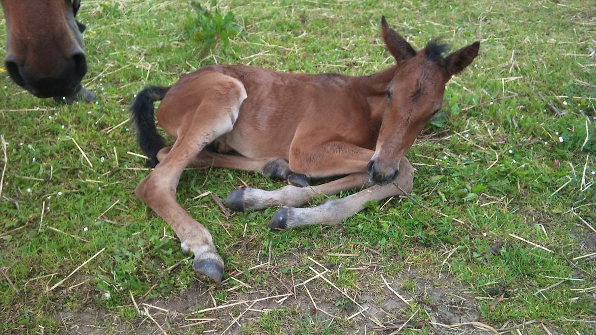 Traver Wanga billede 9