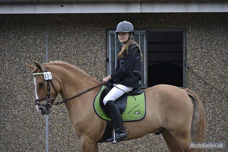 Anden særlig race Buster (Goise) - Mig og buster i guldager.
Aug. 2011

Taget af: AM. billede 17