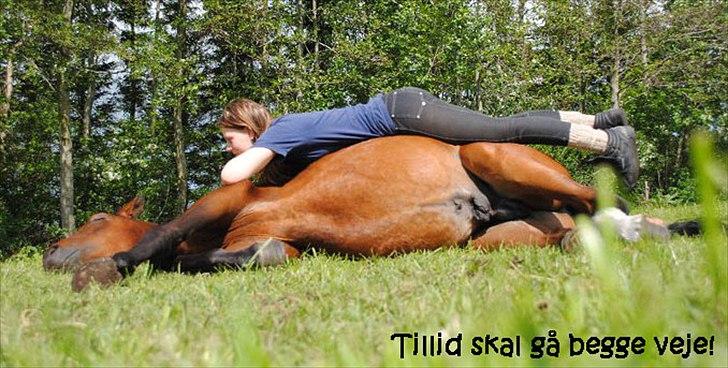 Dansk Varmblod Grønvangs Caradoc |Ducky| - For at kommunikere rigtig med hesten må du stole på den, og vise den, at den kan stole på dig<3 |  billede 31