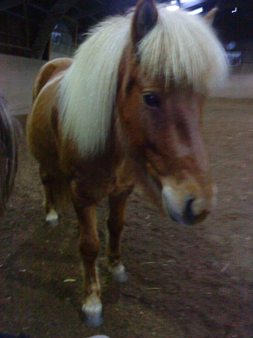 Islænder Katla van de Loekshamhoeve billede 1