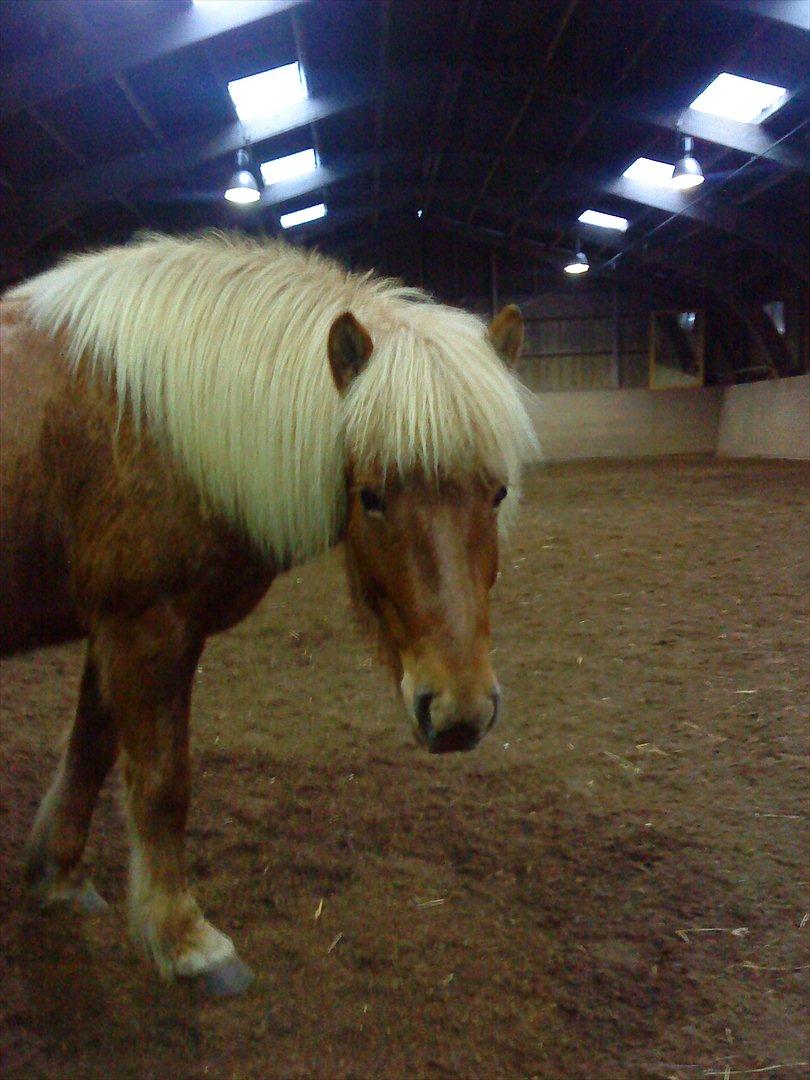 Islænder Katla van de Loekshamhoeve billede 3
