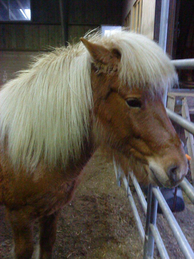 Islænder Katla van de Loekshamhoeve billede 4