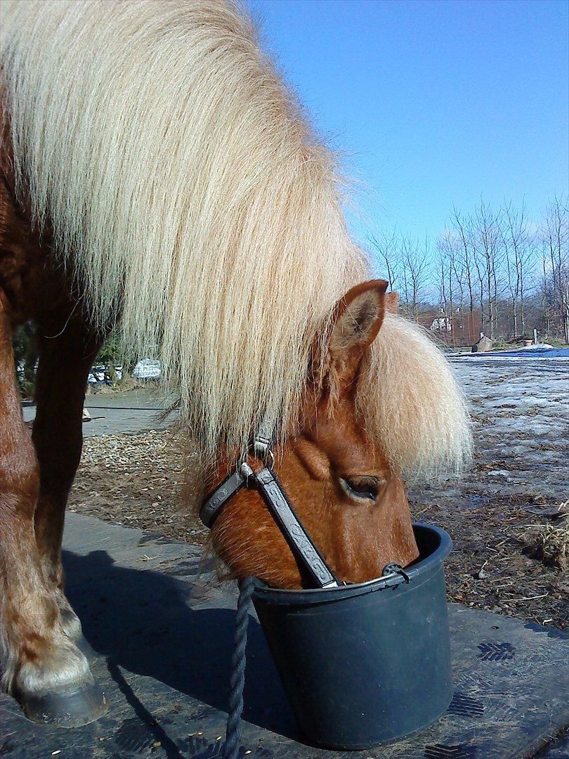 Islænder Katla van de Loekshamhoeve billede 5