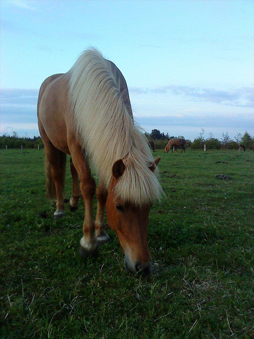 Islænder Katla van de Loekshamhoeve billede 2