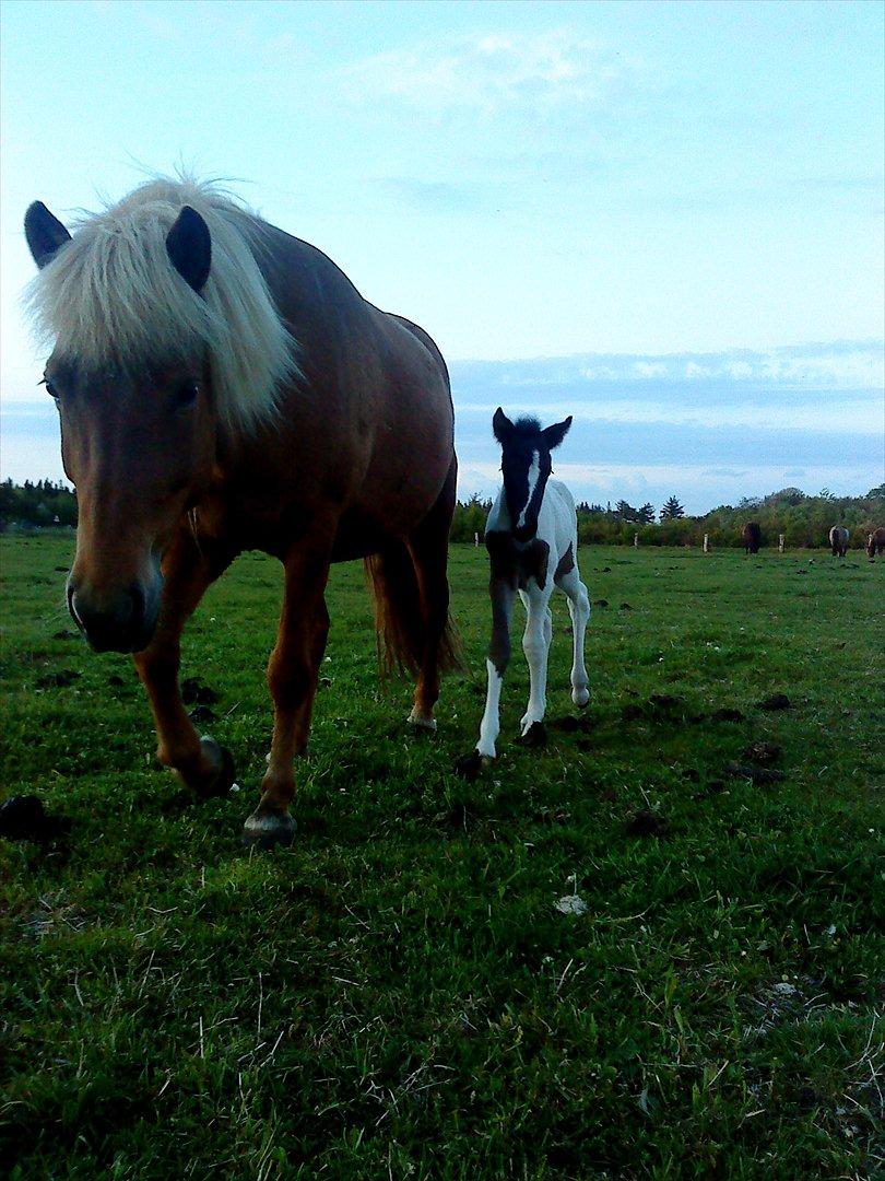 Islænder Katla van de Loekshamhoeve billede 13