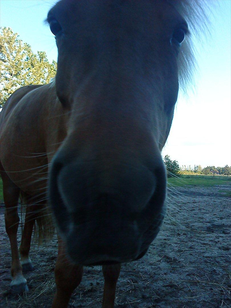 Islænder Katla van de Loekshamhoeve billede 6
