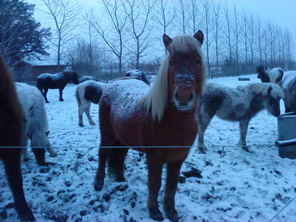 Islænder Katla van de Loekshamhoeve - Ismulen... billede 9