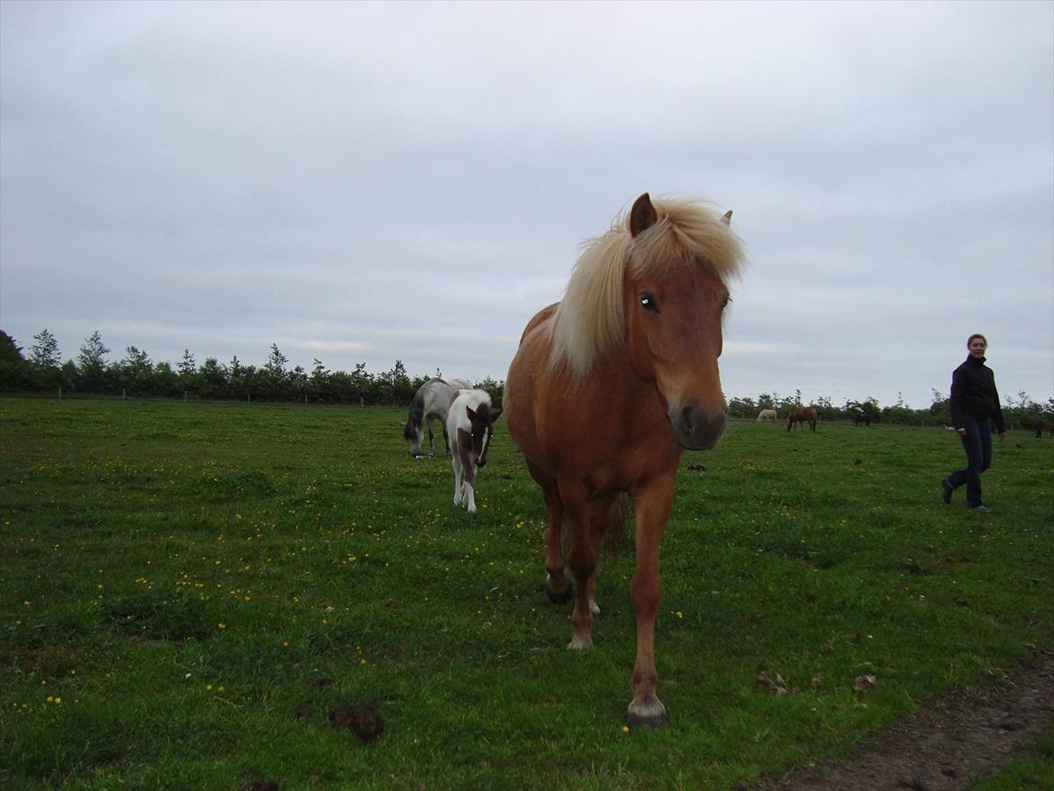 Islænder Katla van de Loekshamhoeve billede 10