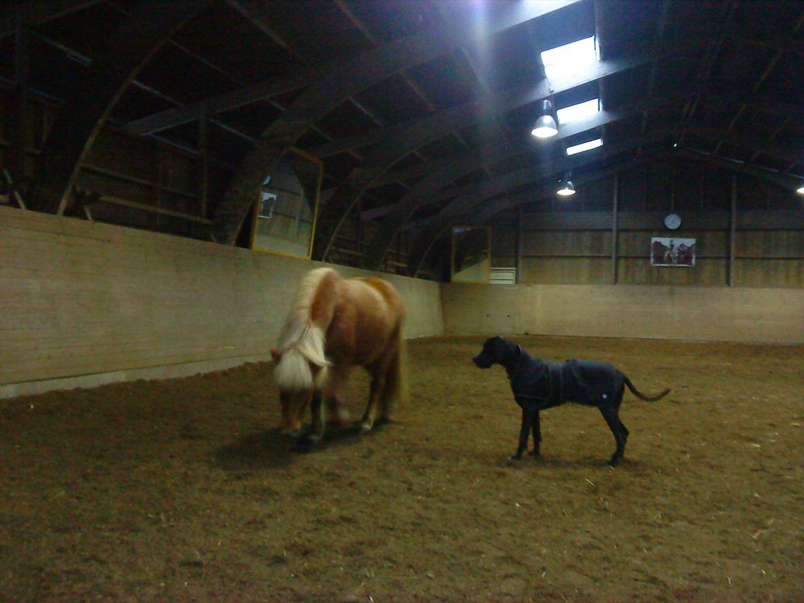 Islænder Katla van de Loekshamhoeve - Katla og Dixie billede 11