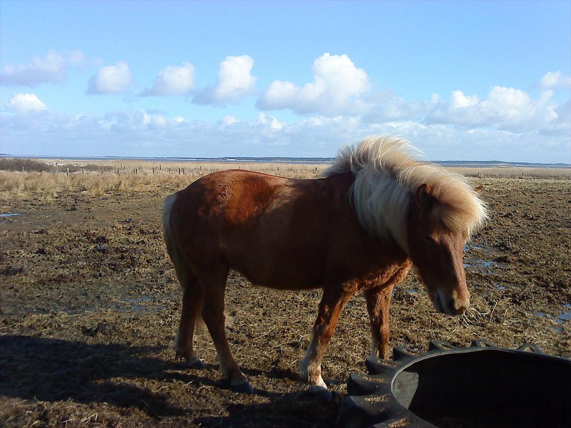 Islænder Katla van de Loekshamhoeve billede 8