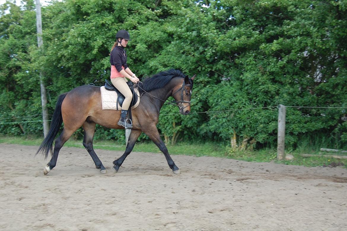 Dansk Varmblod Bøgeskov MICHIGAN - Foto: Mor billede 4