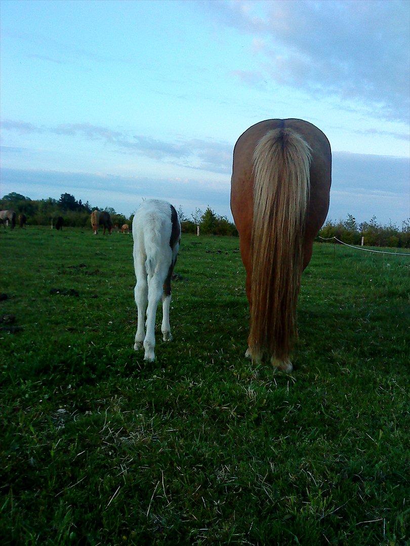 Islænder Katla van de Loekshamhoeve - Mor og datter billede 14