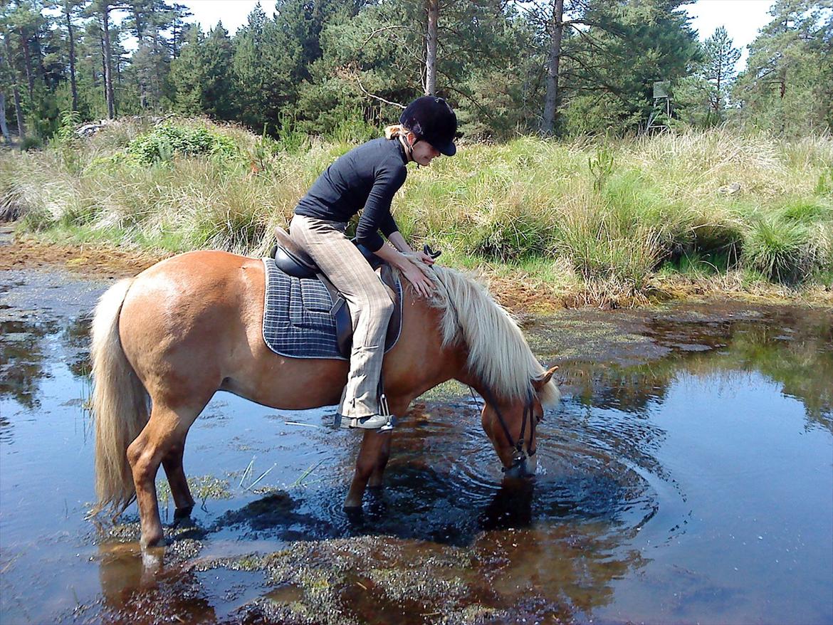 Islænder Katla van de Loekshamhoeve billede 7