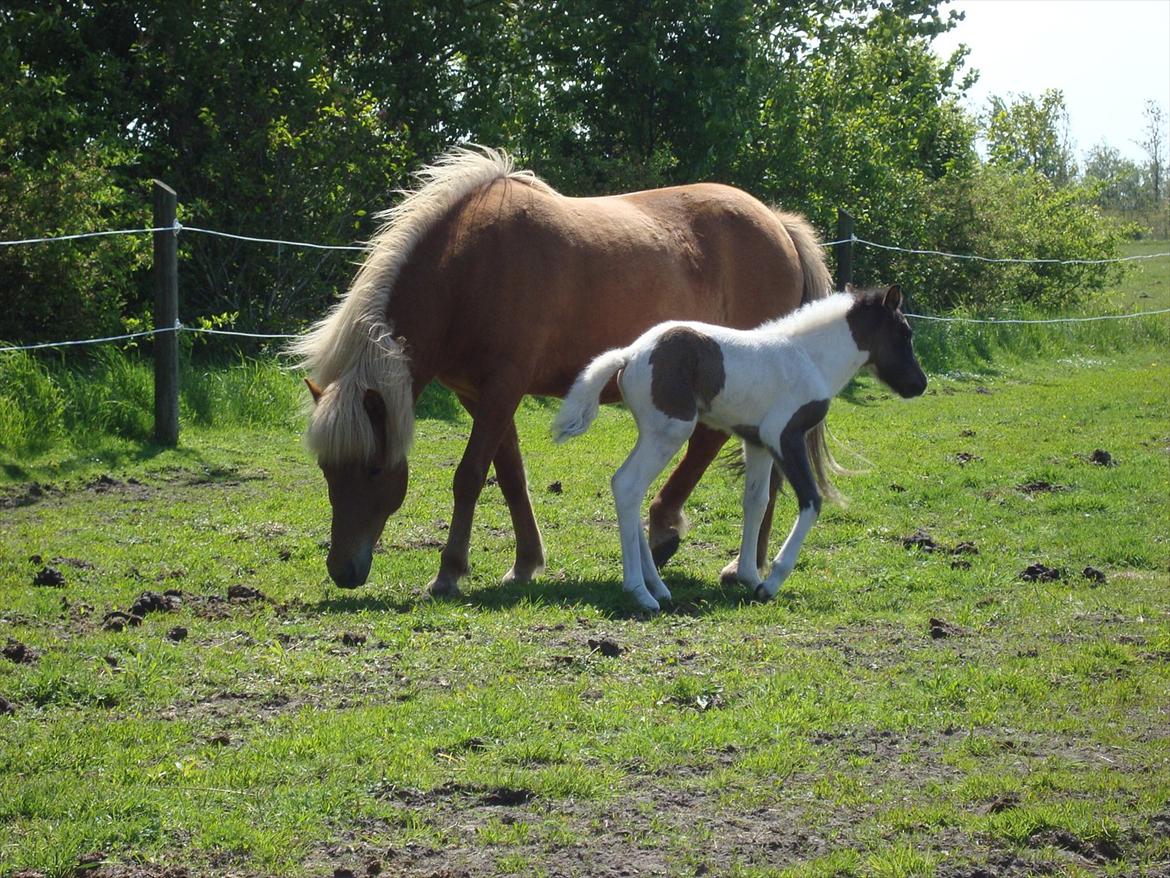 Islænder Katla van de Loekshamhoeve - Katla og Kylja billede 12